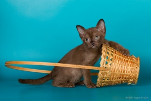 Burmese. Kittens