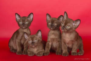 Burmese. Kittens
